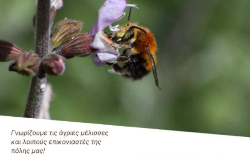 Γνωρίζοντας τις άγριες μέλισσες στο Κάτω Κάστρο Μητιλήνης